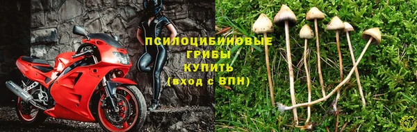 стафф Аркадак